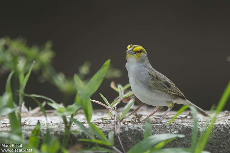 Yellow-browed Sparrowadult, pigmentation