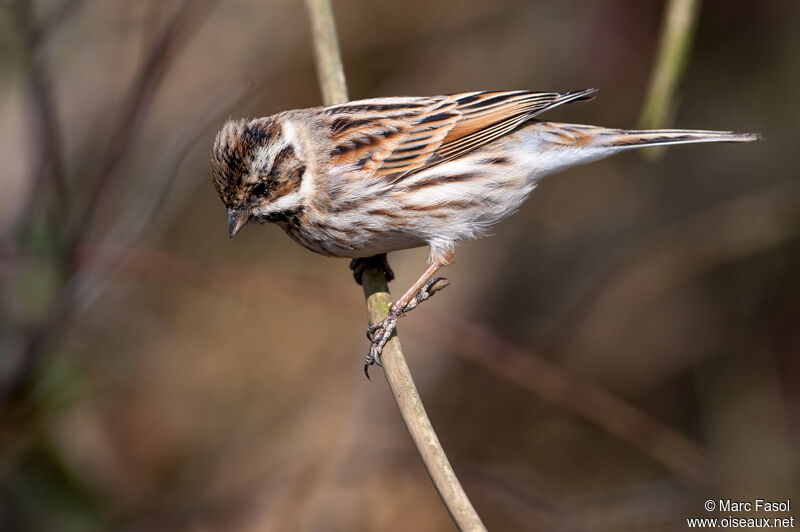 Common Reed Bunting male adult post breeding