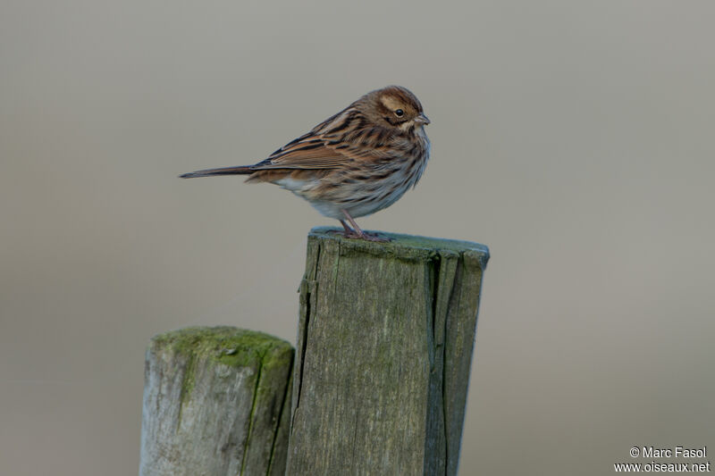 Common Reed Bunting female adult post breeding, identification