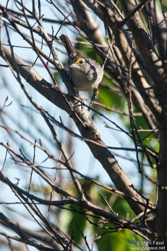 Grassland Sparrowadult, identification