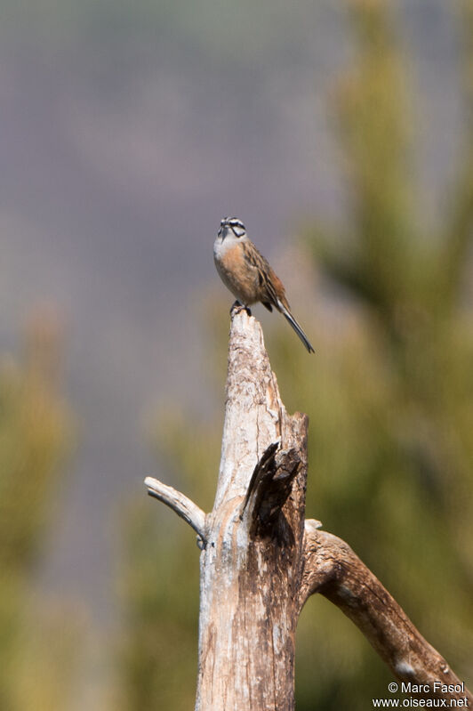 Rock Bunting male, identification, song