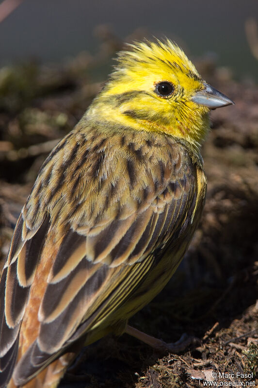Yellowhammer male adult, close-up portrait