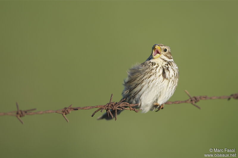 Corn Bunting male adult, song
