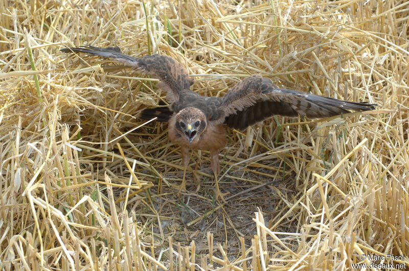 Montagu's Harrierjuvenile, identification, Reproduction-nesting, Behaviour