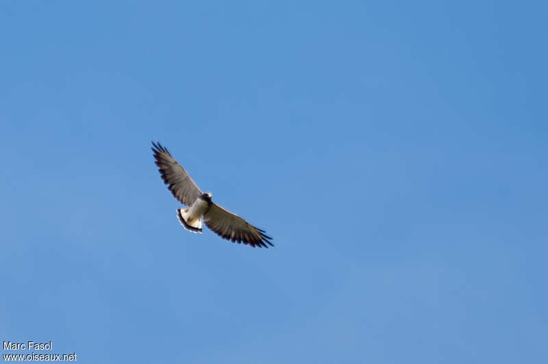 White-tailed Hawkadult, pigmentation, Flight