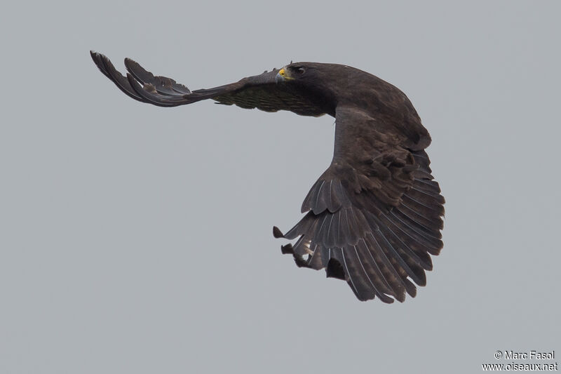 Short-tailed Hawkadult, Flight