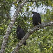 Common Black Hawk (subtilis)