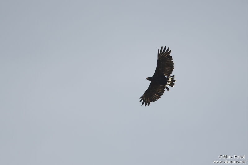 Common Black Hawk (subtilis)adult, Flight