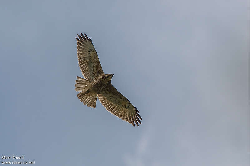 Variable Hawkjuvenile, pigmentation, Flight