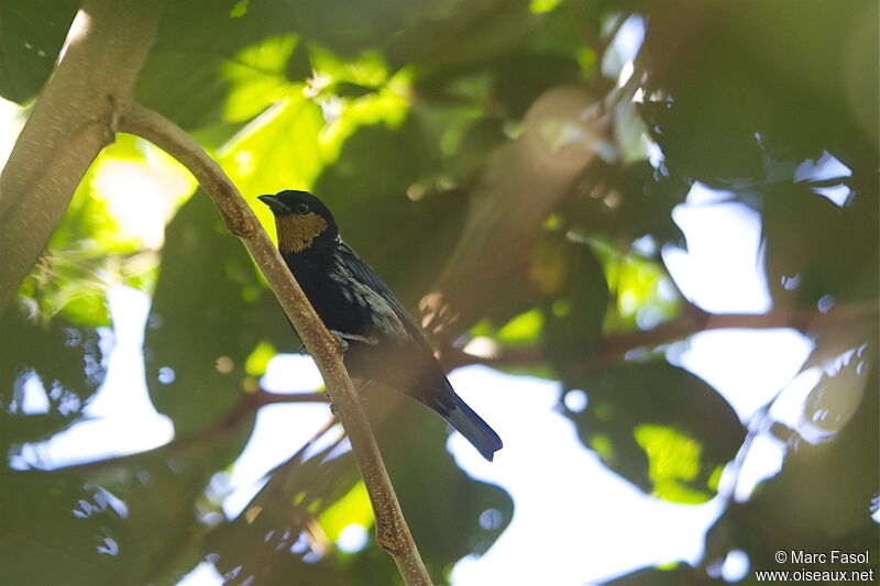 Silver-backed Tanager male adult, identification
