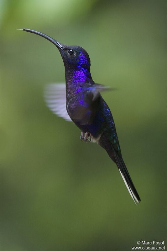 Violet Sabrewing male adult, Flight