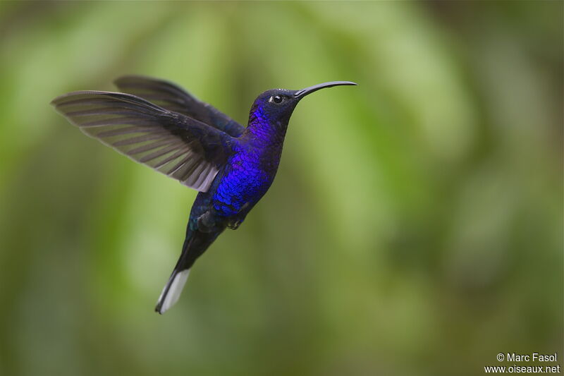 Violet Sabrewing male adult breeding, Flight