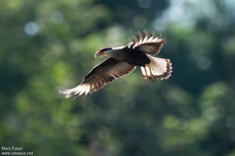 Southern Crested Caracaraadult, Flight