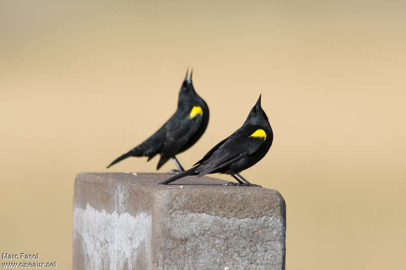 Yellow-winged Blackbird male adult breeding, Behaviour