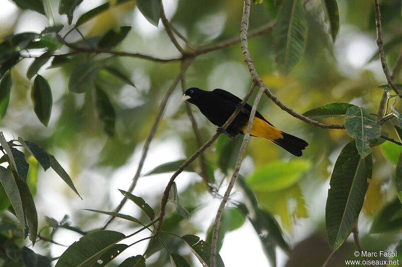 Yellow-rumped Cacique male, identification