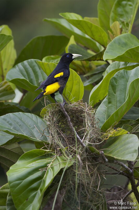 Yellow-rumped Cacique female adult, identification, Reproduction-nesting, Behaviour