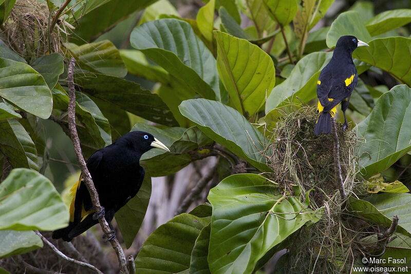 Yellow-rumped Cacique , identification, Reproduction-nesting, Behaviour