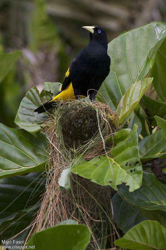 Yellow-rumped Caciqueadult, Reproduction-nesting