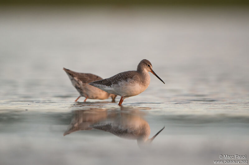 Spotted Redshank, identification, eats