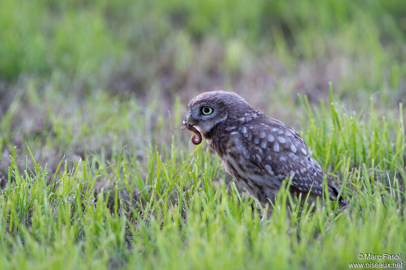 Little Owljuvenile, feeding habits, eats