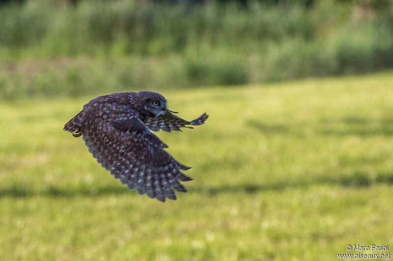 Little Owljuvenile, Flight