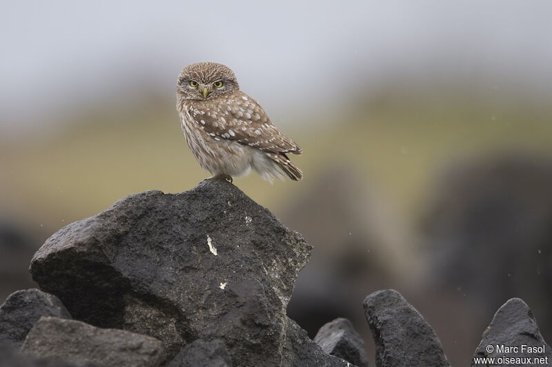 Little Owl female adult breeding, identification