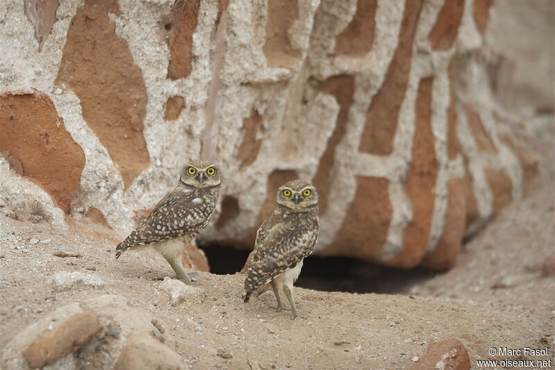 Burrowing Owl adult breeding, identification, Reproduction-nesting, Behaviour