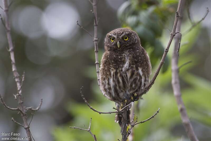 Andean Pygmy Owlimmature, identification