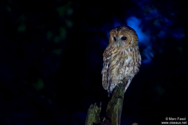 Tawny Owl female adult, identification