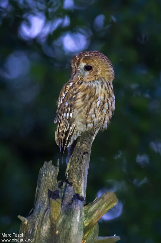 Tawny Owl female adult, identification, fishing/hunting