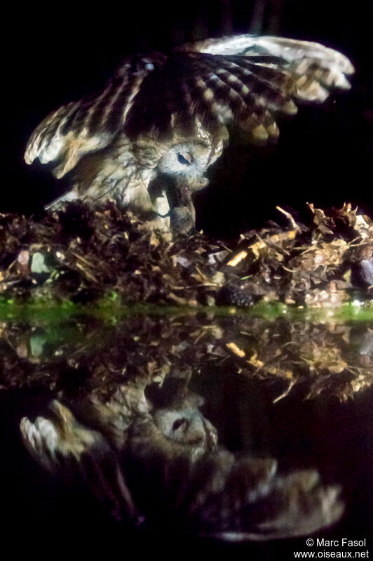 Tawny Owl male adult, feeding habits, fishing/hunting
