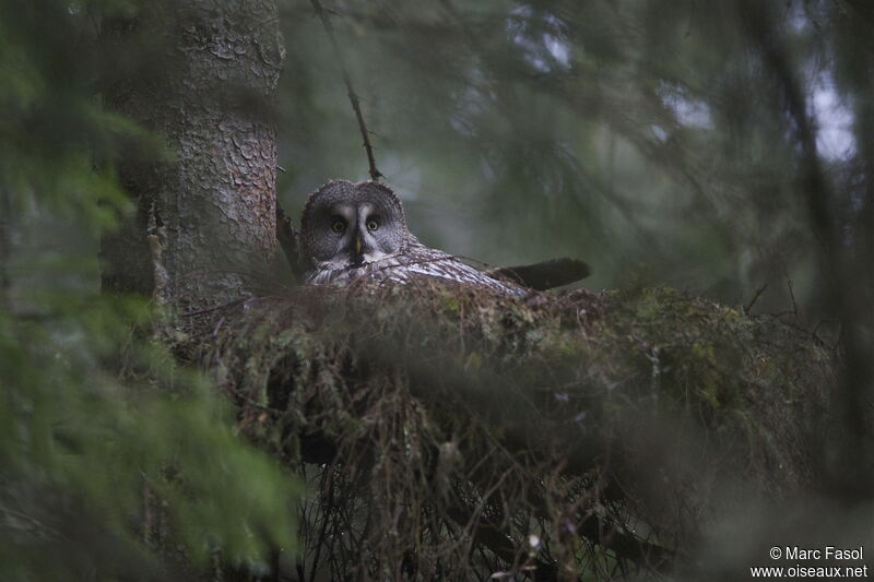Great Grey Owladult breeding, identification, Reproduction-nesting