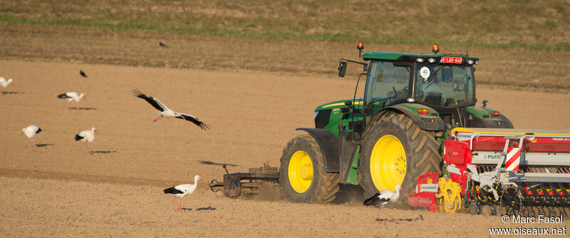 White Stork, identification, feeding habits, Behaviour