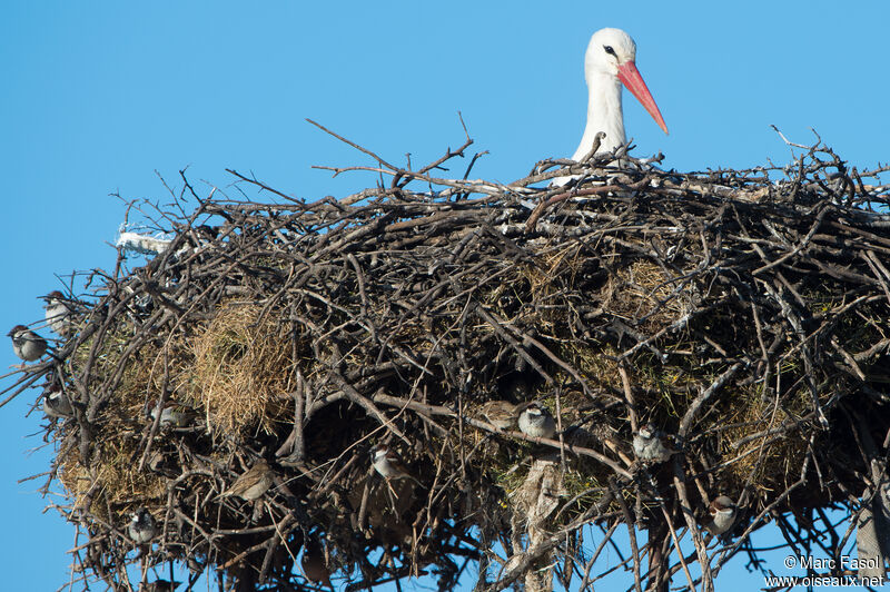 White Storkadult, identification, Reproduction-nesting