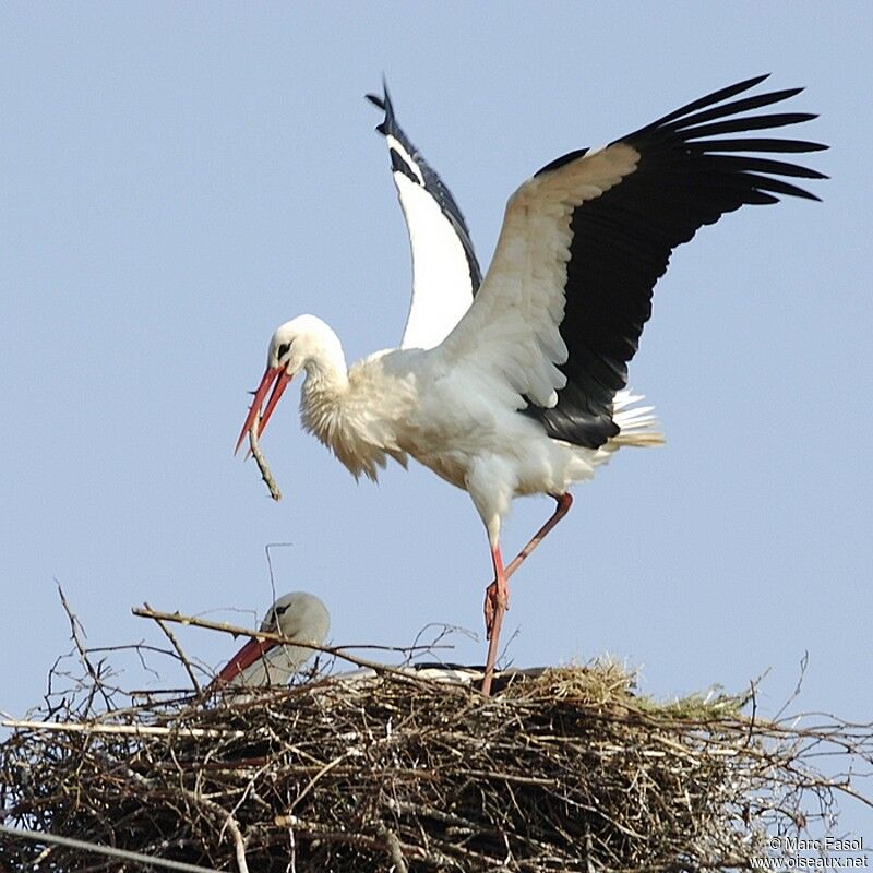 White Stork adult breeding, Reproduction-nesting