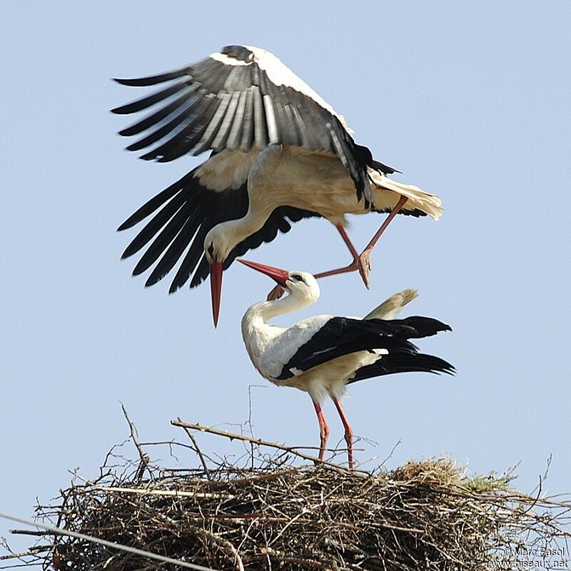 White Stork adult breeding, Reproduction-nesting, Behaviour