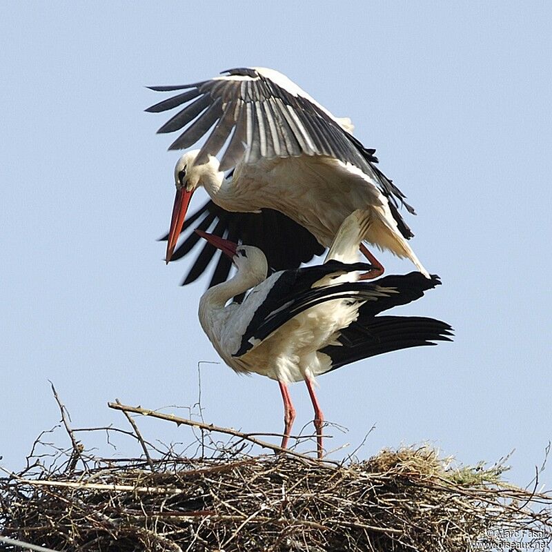 White Stork adult breeding