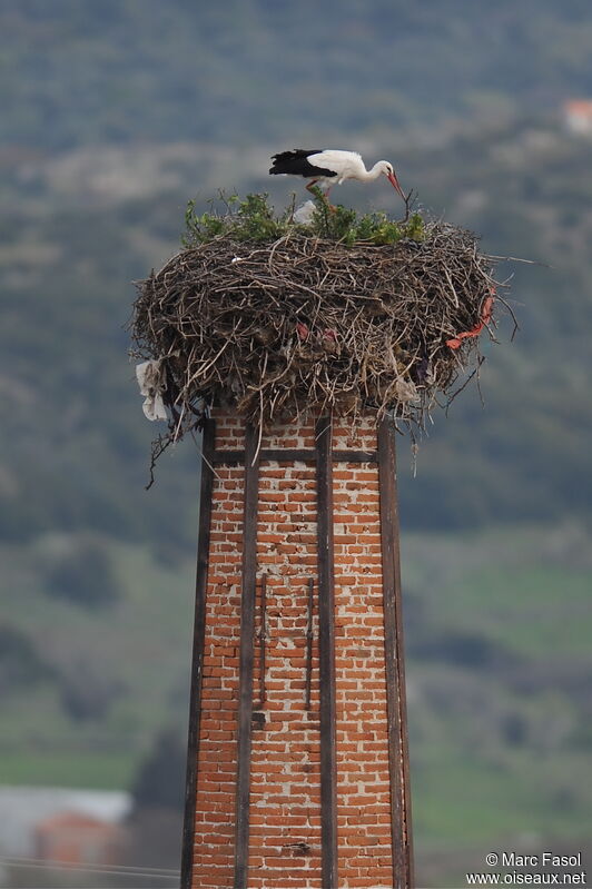 White Storkadult breeding, Reproduction-nesting