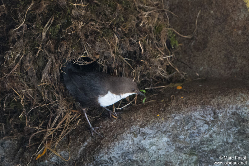 White-throated Dipperadult, identification, Reproduction-nesting