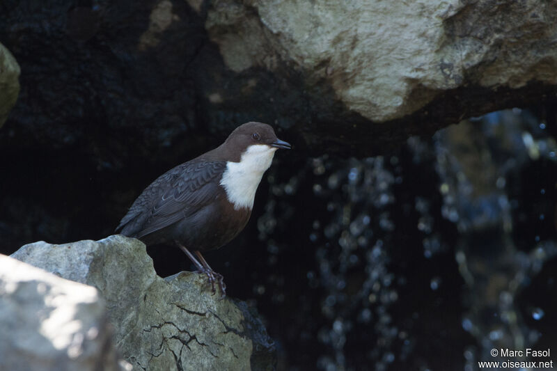 White-throated Dipper male adult, identification, song
