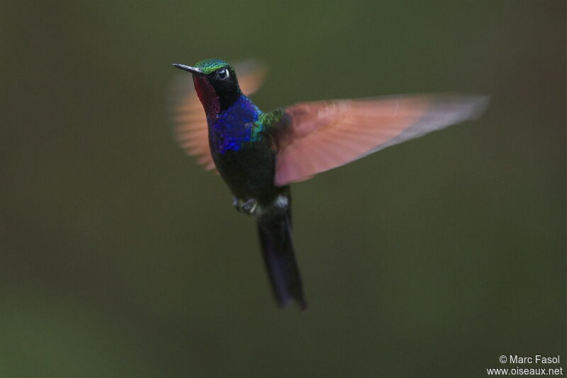 Garnet-throated Hummingbird male, Flight