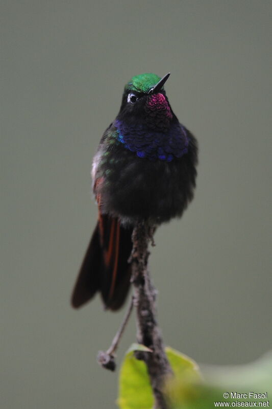 Garnet-throated Hummingbird male adult, identification