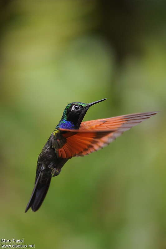 Garnet-throated Hummingbird male adult, Flight