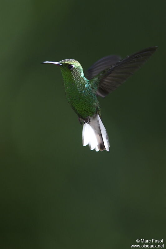 Coppery-headed Emerald male adult, Flight