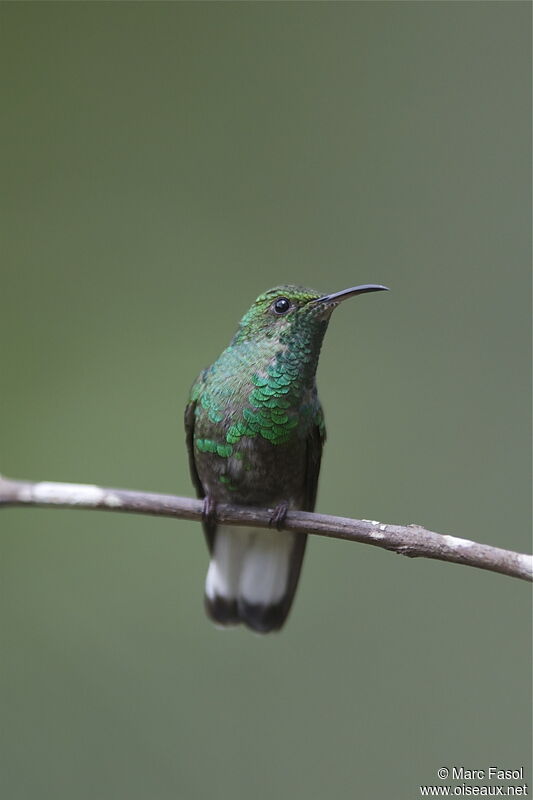 Coppery-headed Emerald male immature, identification
