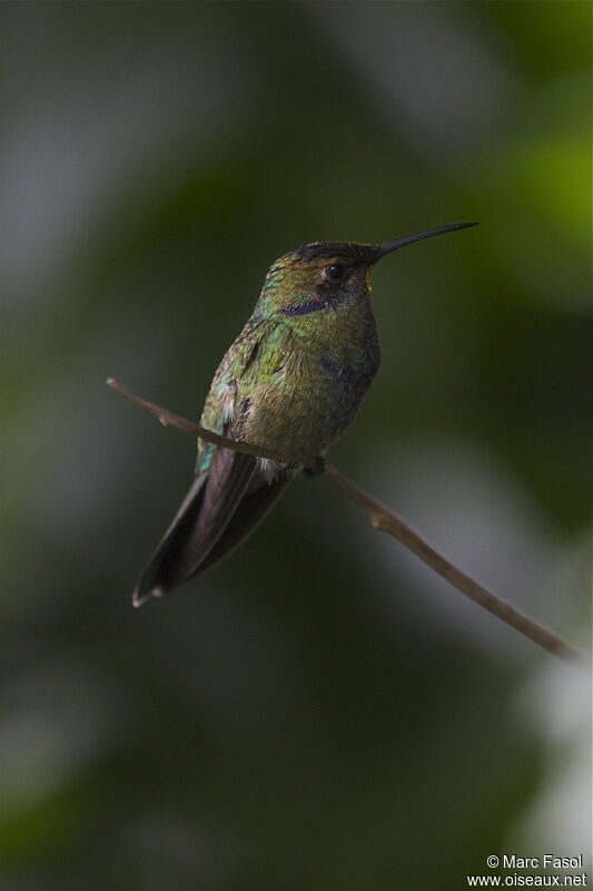 Colibri anaïsimmature, identification