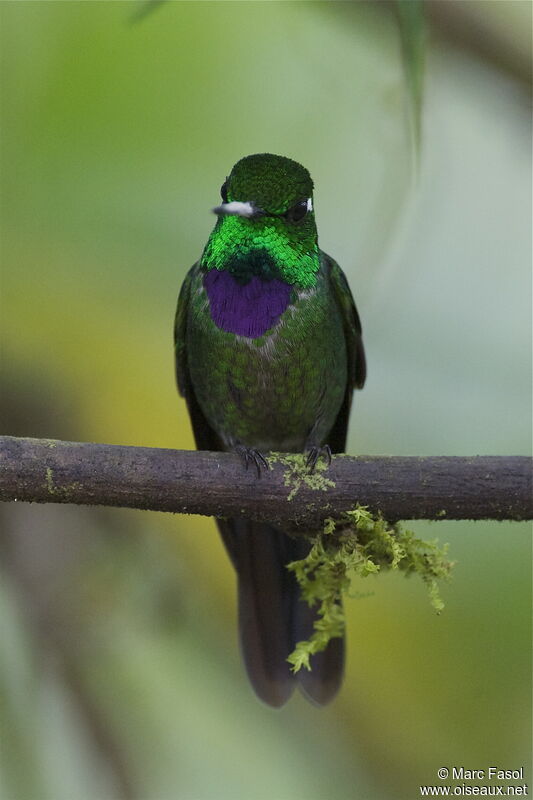 Purple-bibbed Whitetip male adult, identification