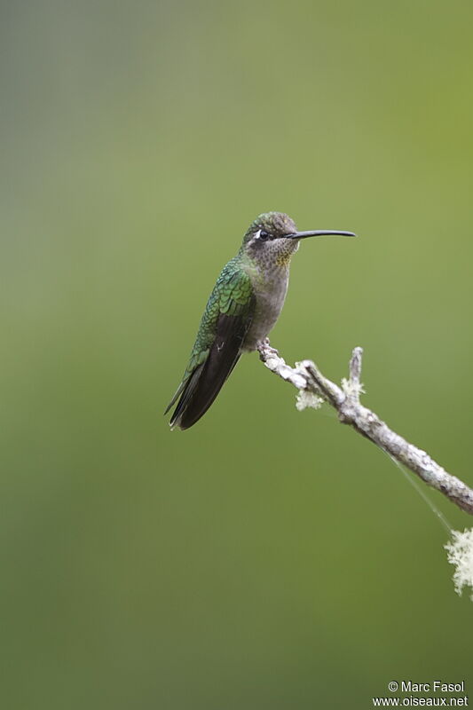 Rivoli's Hummingbird female adult breeding, identification
