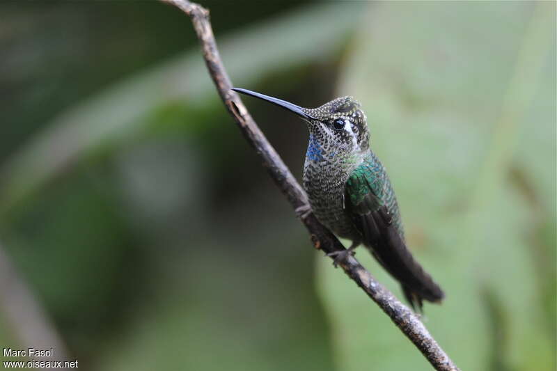Rivoli's Hummingbird male subadult, identification