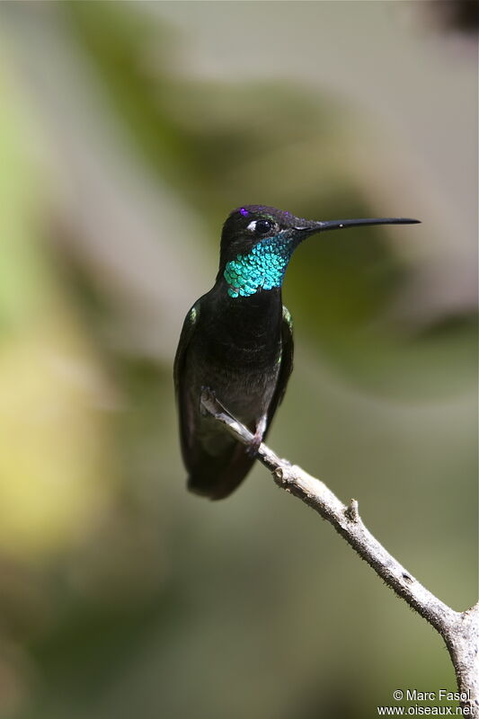 Rivoli's Hummingbird male adult breeding, identification